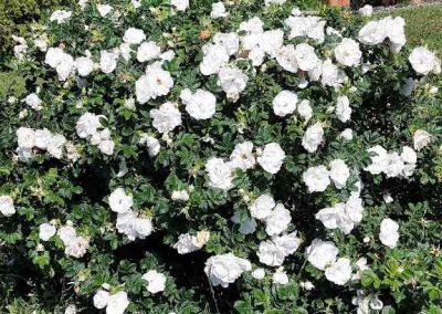 Rosier blanc double de Coubert