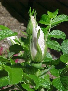 Rosier blanc double de Coubert