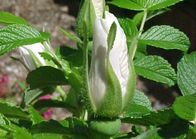 Rosier blanc double de Coubert