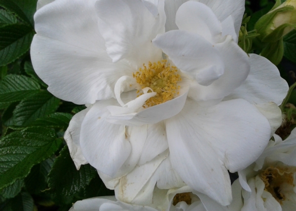 rosa rugosa blanc double de coubert