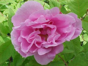 Rosa Thérèse Bugnet