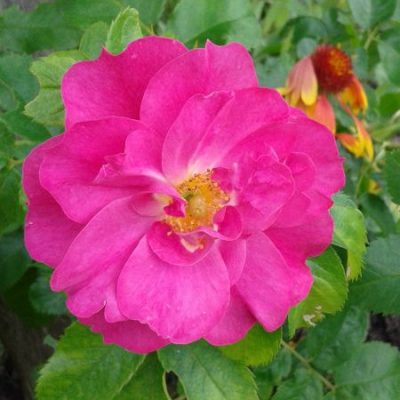 Rosa William Baffin