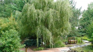 Salix - Saule blanc tortueux pleureur