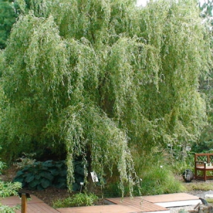 Salix - Saule blanc tortueux pleureur