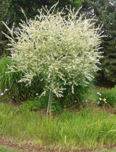 salix hakuro nishiki sur tige
