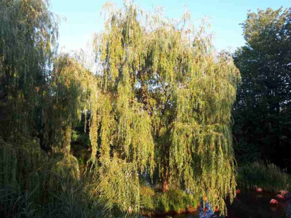 Salix alba tristis