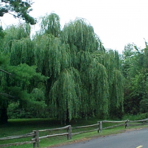 Salix alba tristis