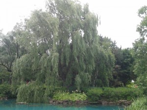 Salix alba tristis