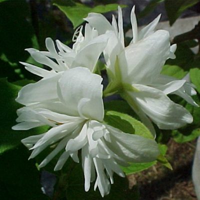 Philadelphus Snowbelle