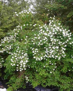 Philadelphus virginal