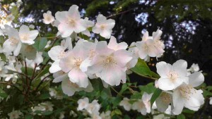 Philadelphus virginal 2