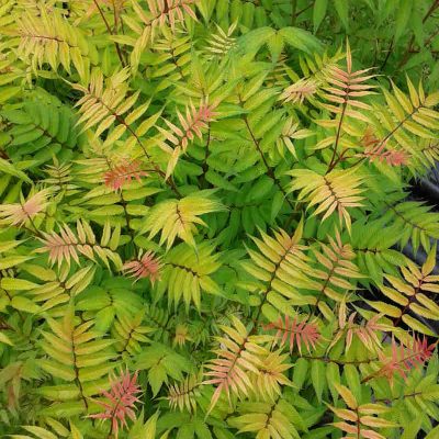 Sorbaria sorbifolia Sem
