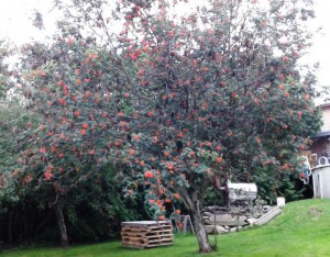 Sorbus americana