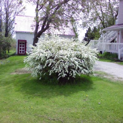 Spirea Arguta
