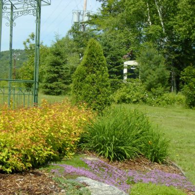 Spirea Goldflame