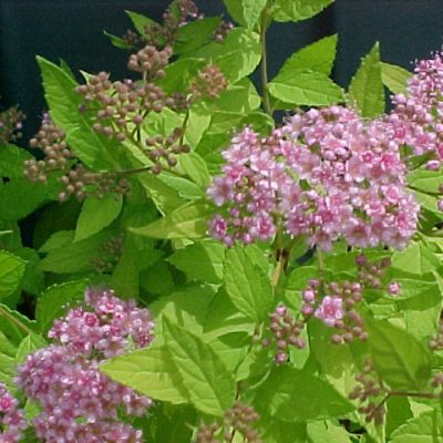 Spirea Goldmound