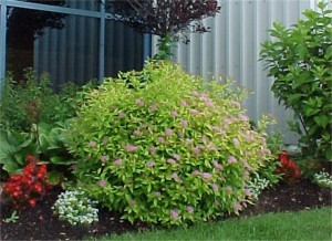 Spirea Goldmound 3