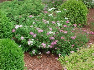 Spirea Shirobana 3