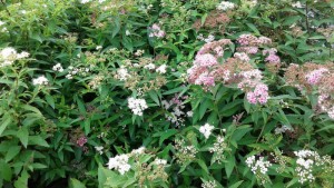 Spirea Shirobana