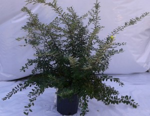 Spirea Snowmound 3