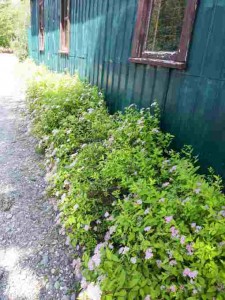 Spirea goldmound