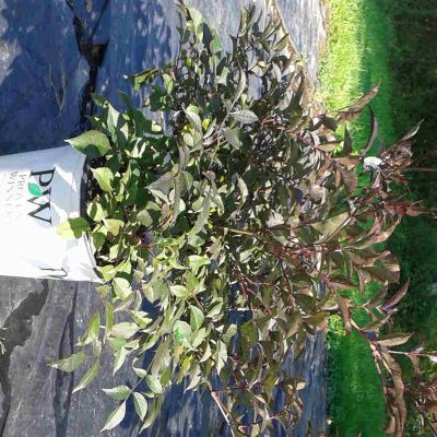 sambucus-black-beauty