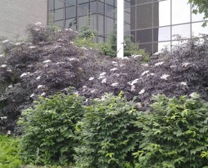 Sambucus Black Lace