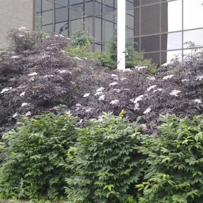Sambucus Black Lace