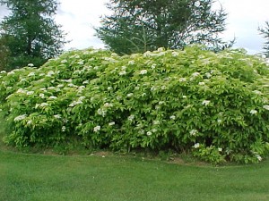 Sambucus canadensis aureus