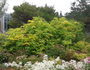 Sambucus canadensis aureus