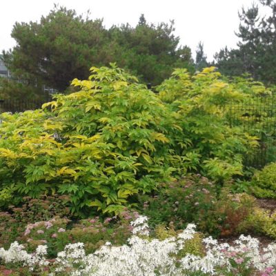 Sambucus canadensis aureus