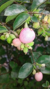 Symphoricarpus Amethyst