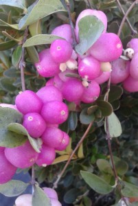 Symphoricarpus amethist