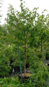 tillia cordata Greenspire