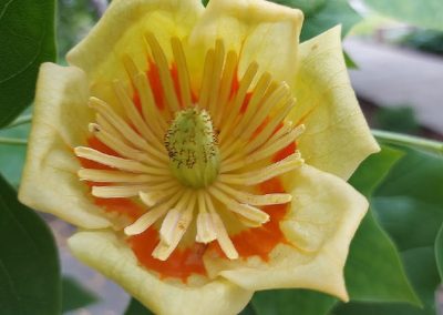 Tulipier de Virginie