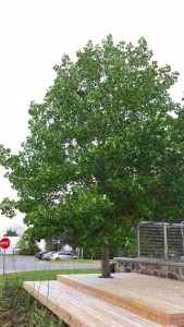 Liriodendron tulipifera