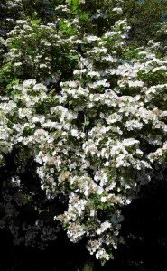 Viburnum trilobum - Pimbina