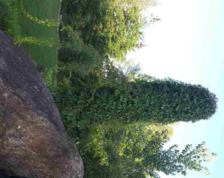 parthenocissus quinquefolia engelmannii