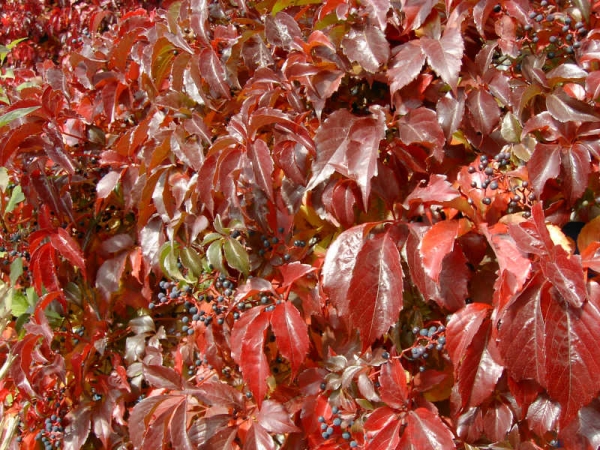 parthenocissus quinquefolia engelmannii