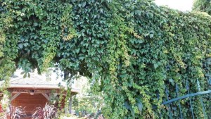 parthenocissus engelmanii