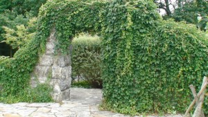 parthenocissus quinquefolia engelmannii