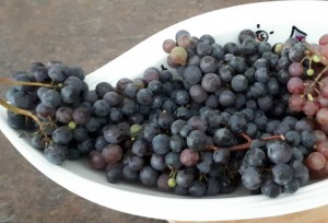 Vitis Montreal Blues