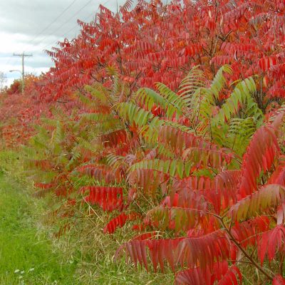 rhus typhina