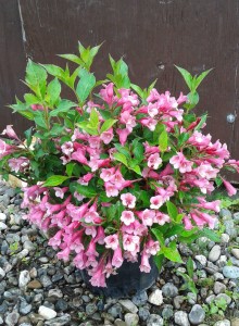 Weigela Pink Princess