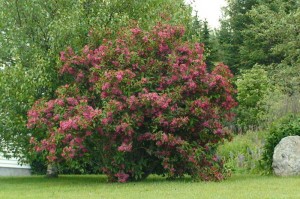 Weigela Pink Princess