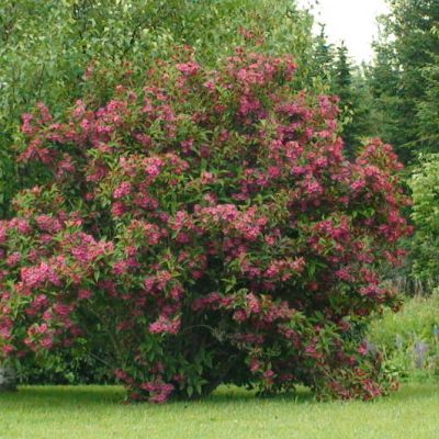 Weigela Pink Princess