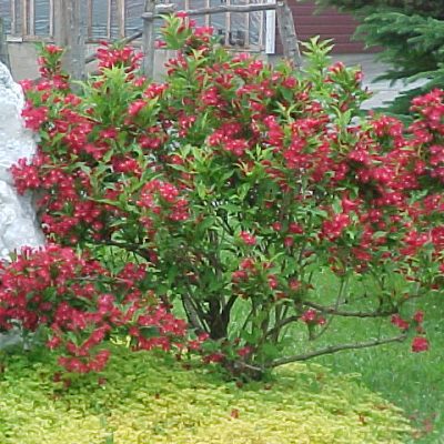 Weigela Red Prince 2