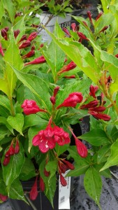 Weigela Red Prince 3