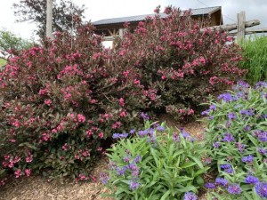 Weigela Wine and Rose