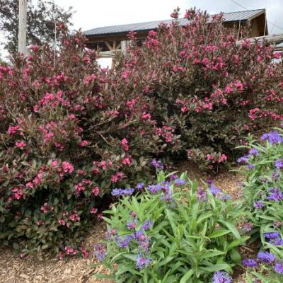 Weigela Wine and Rose